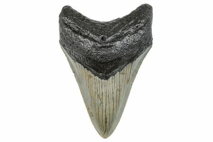 Serrated, Fossil Megalodon Tooth - North Carolina #272869